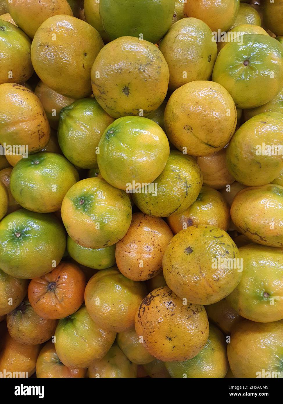 Tangerine bergamot in a market, full screen. (Citrus reticulata). Stock Photo