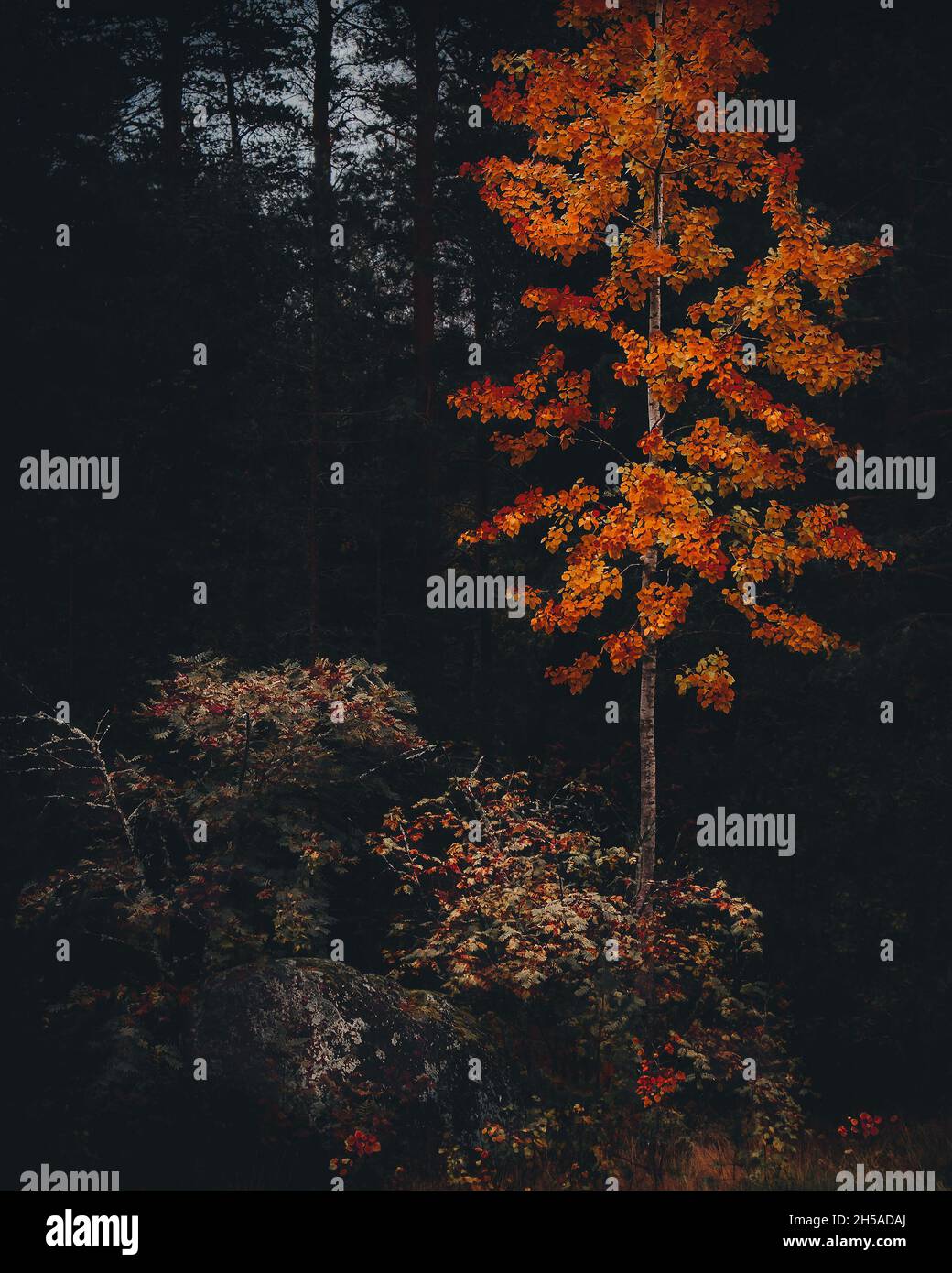 Autumn in dark dense forest. Lonely tree with orange and yellow leaves ...