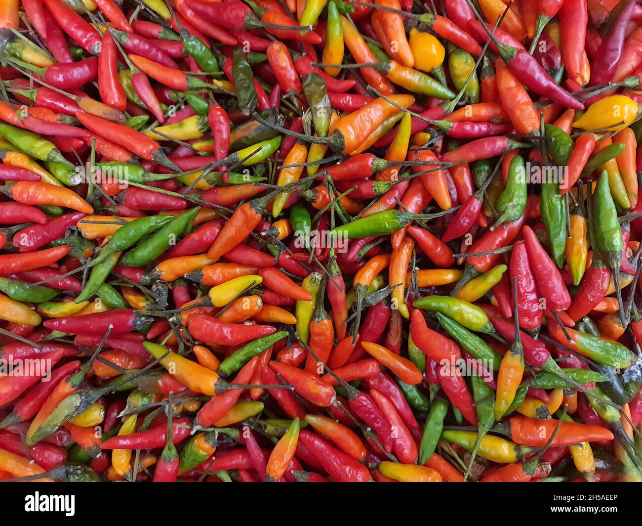 Chili pepper is a variety of Capsicum frutescens. It is also known by the names of piripiri, jindungo, maguita-tuá-tuá, cumarim[3], ndongo, nedungo. Stock Photo