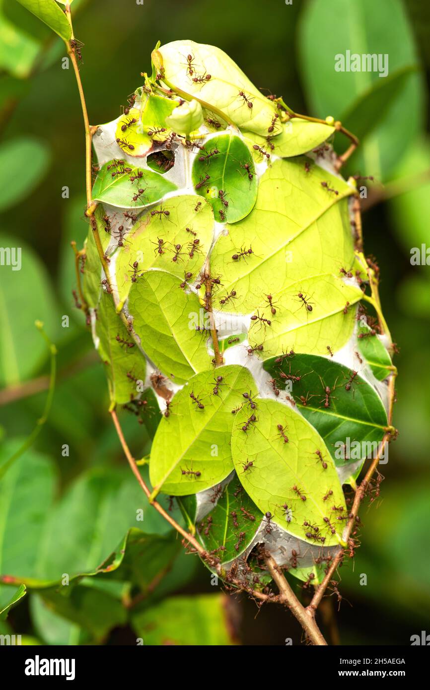 Weaver ants building a nest. Stock Photo