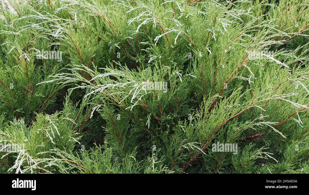 Juniperus - Juniperus sabina, evergreen plants in the garden Stock Photo