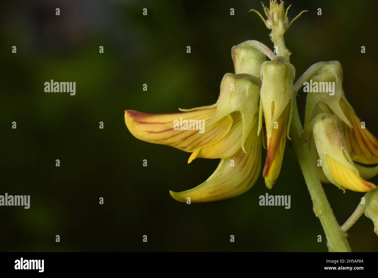 Close up photo of smooth crotalaria flower against dark background. Crotalaria pallida. Stock Photo
