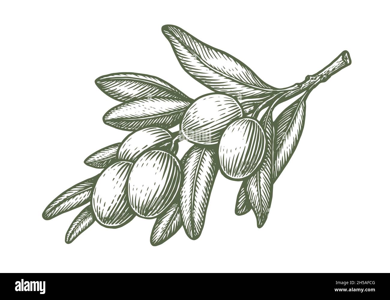 21759 Olive Tree Drawing Images Stock Photos  Vectors  Shutterstock
