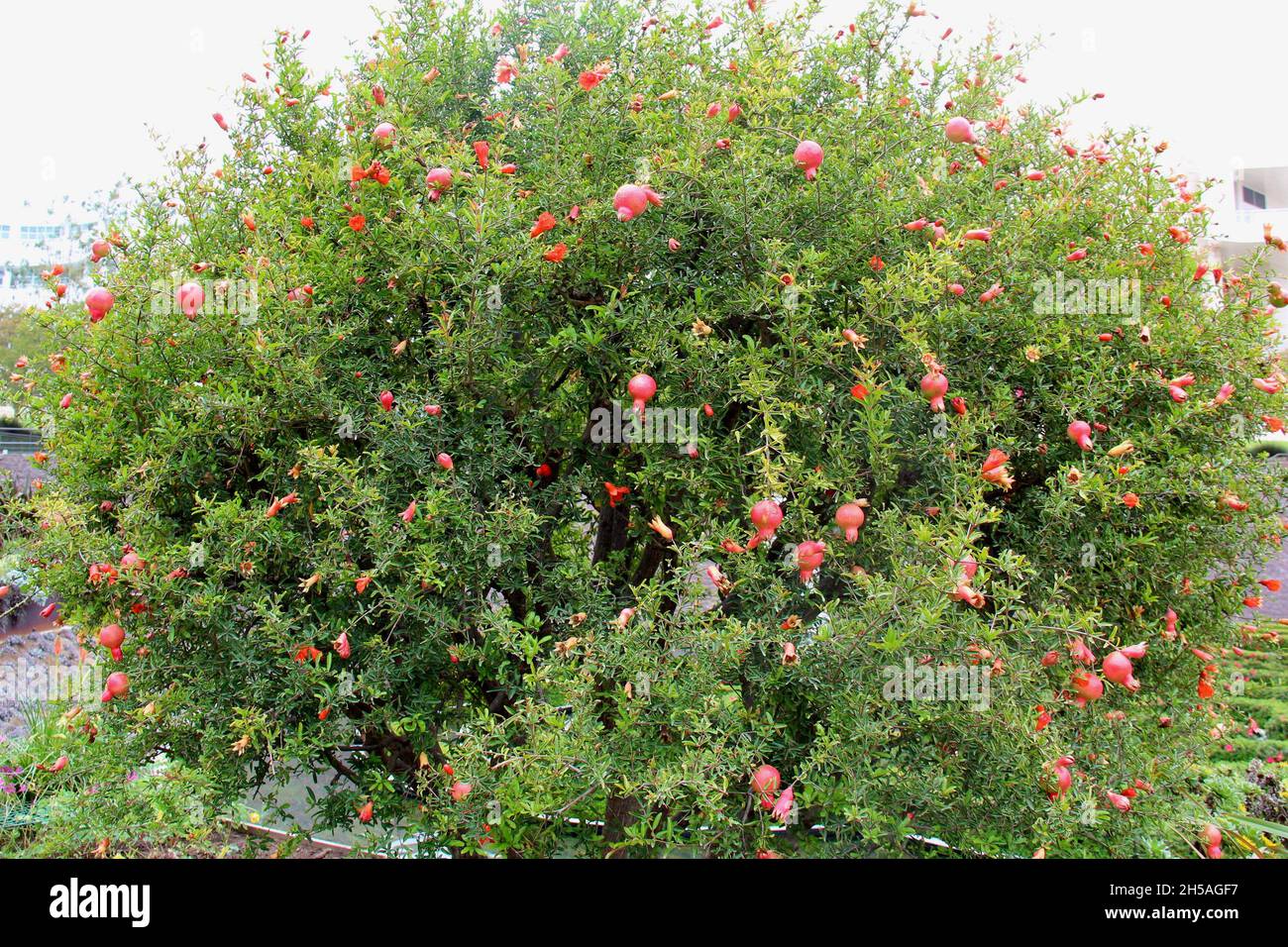 Pomegranate: tree with many ripe fruits, isolated in a garden in Los Angeles, USA.(Punica granatum) Stock Photo