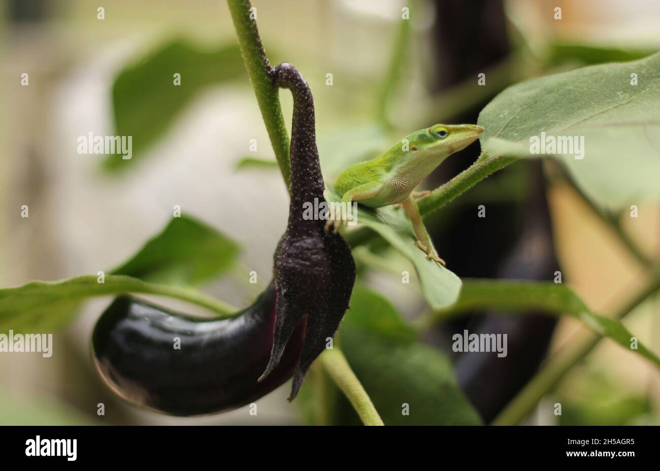Eggplant insect pest hires stock photography and images Alamy