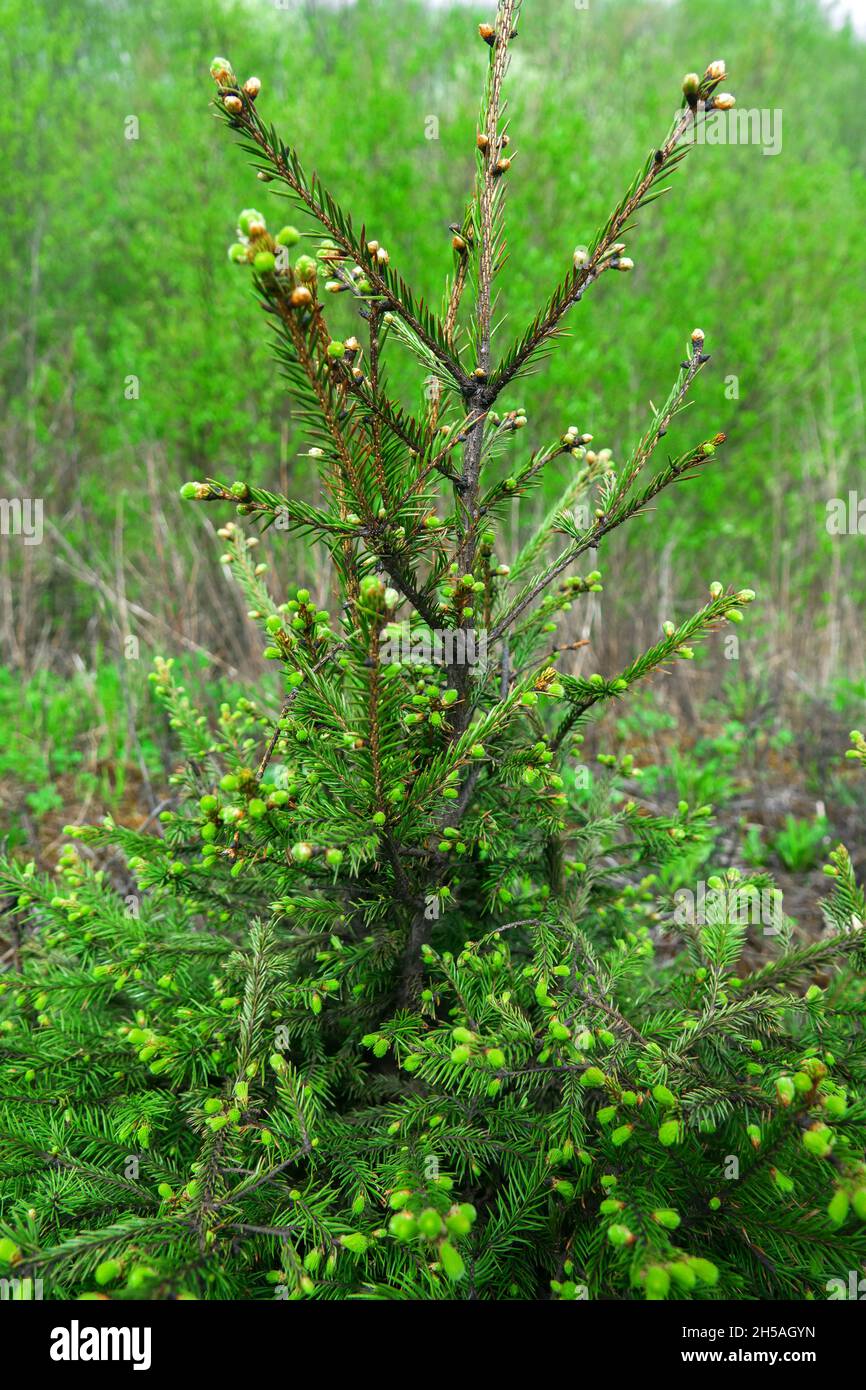 Forest science, dendrology, afforestation. Young European Spruce with growth points at the ends of the branches (apical bud, browse). Young shoots of Stock Photo