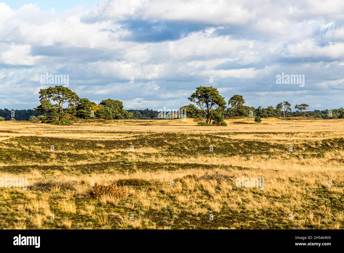 In the Hoge Veluwe National Park: endless expanses and smart bike paths in a varied landscape. National Park De Hoge Veluwe in Otterlo, Netherlands Stock Photo