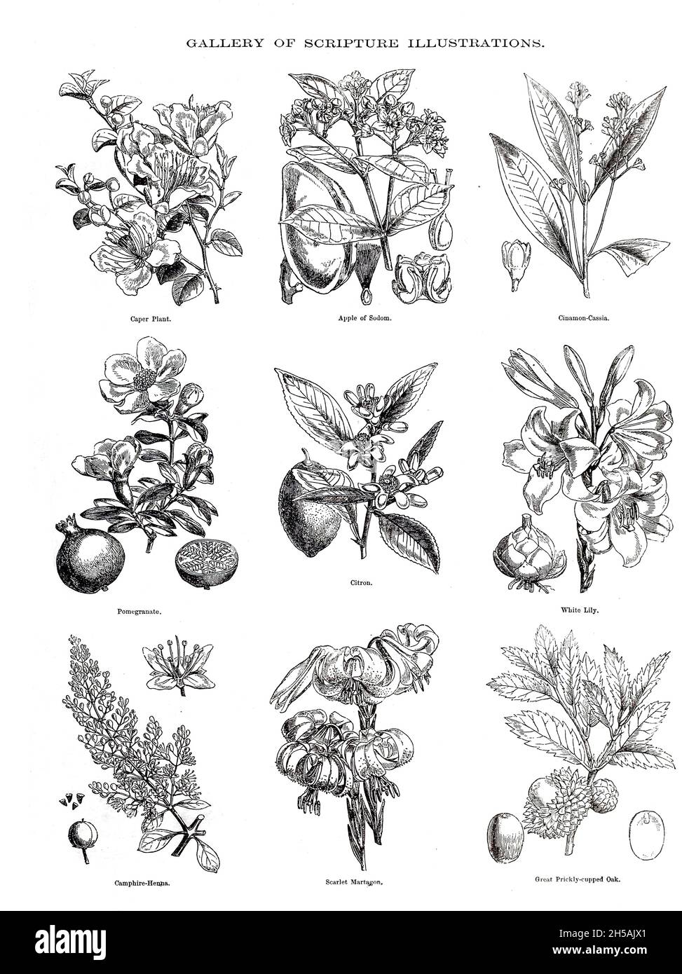 Plants of the Bible Gallery of Scripture Illustrations of plants and crops from ' The Doré family Bible ' containing the Old and New Testaments, The Apocrypha Embellished with Fine Full-Page Engravings, Illustrations and the Dore Bible Gallery. Published in Philadelphia by William T. Amies in 1883 Stock Photo
