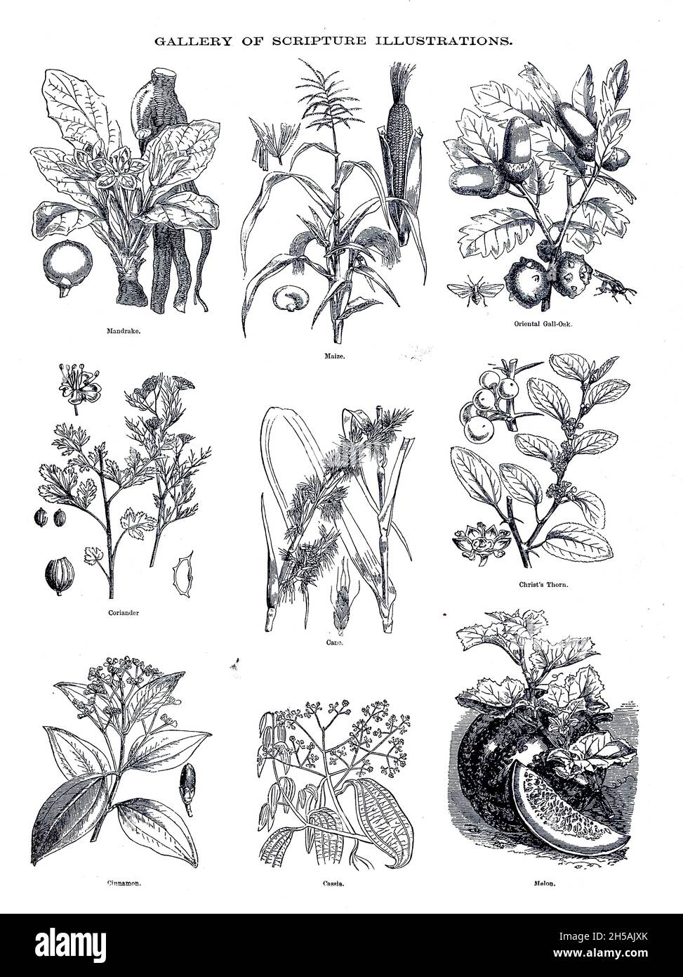 Plants of the Bible Gallery of Scripture Illustrations of plants and crops from ' The Doré family Bible ' containing the Old and New Testaments, The Apocrypha Embellished with Fine Full-Page Engravings, Illustrations and the Dore Bible Gallery. Published in Philadelphia by William T. Amies in 1883 Stock Photo
