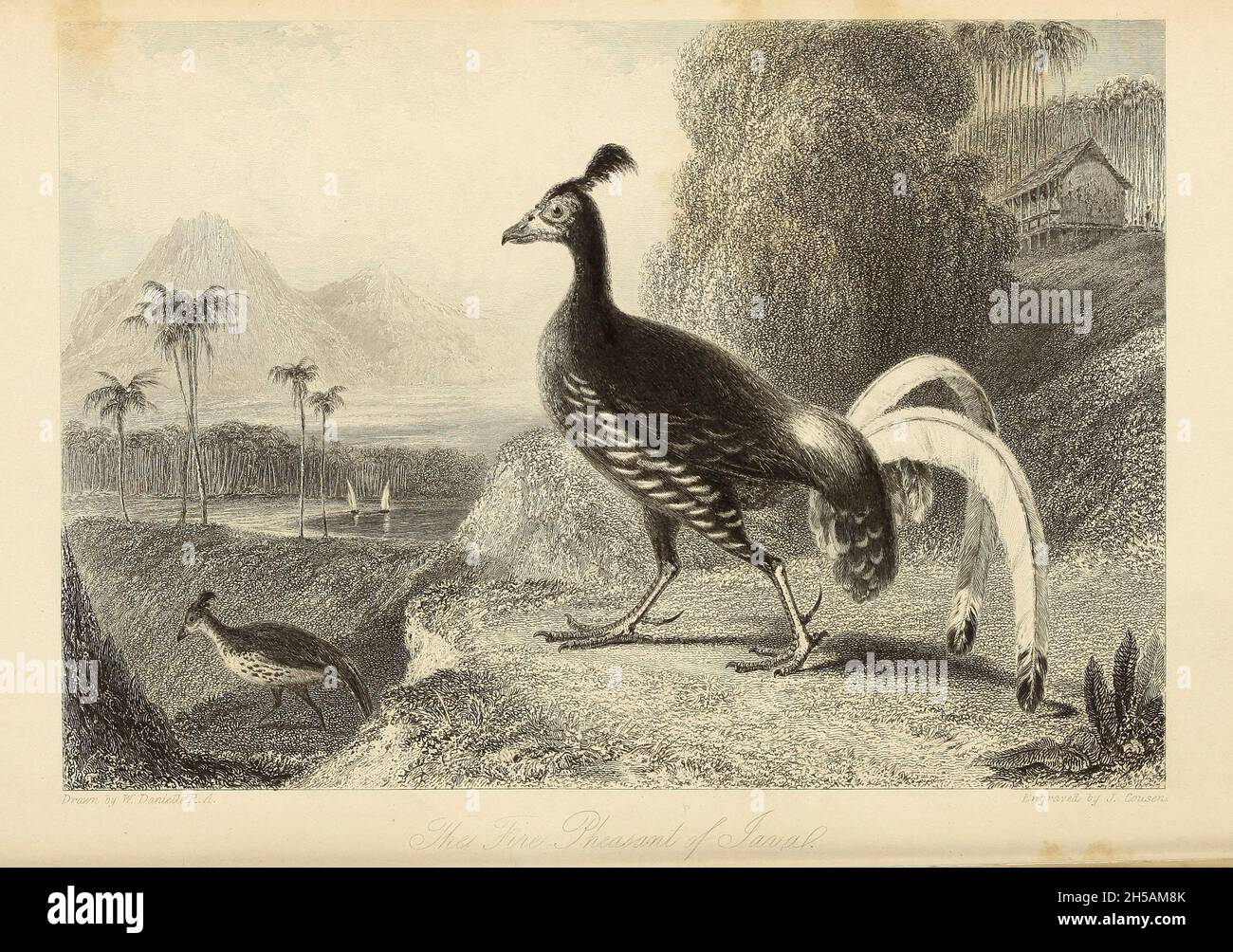 Java Emperor THE FIRE-PHEASANT OF JAVA From the book ' The Oriental annual, or ...