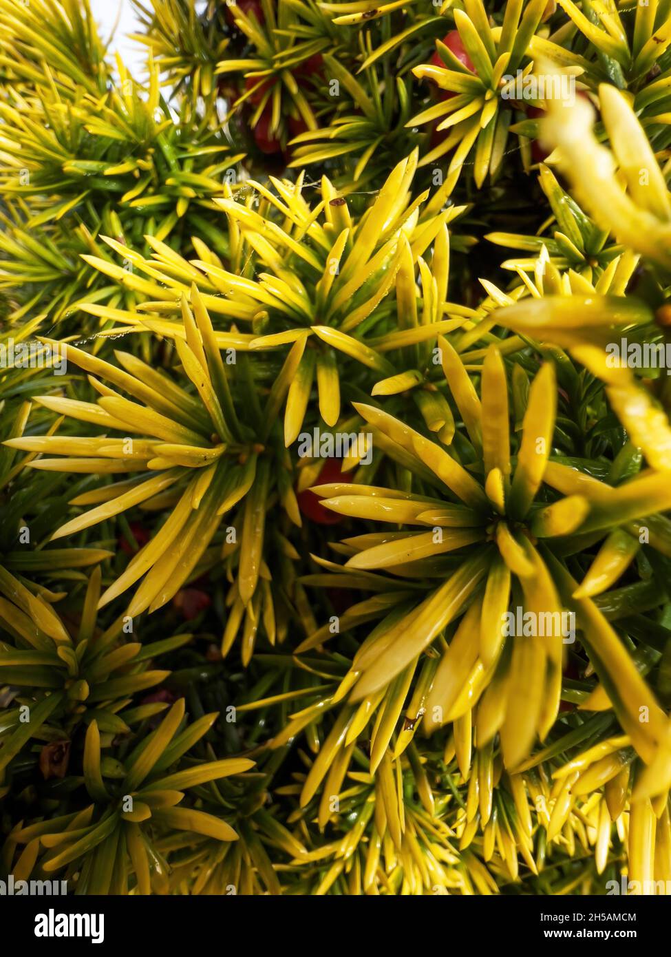 Taxus cuspidata leaves close-up macro shot morning dew Stock Photo