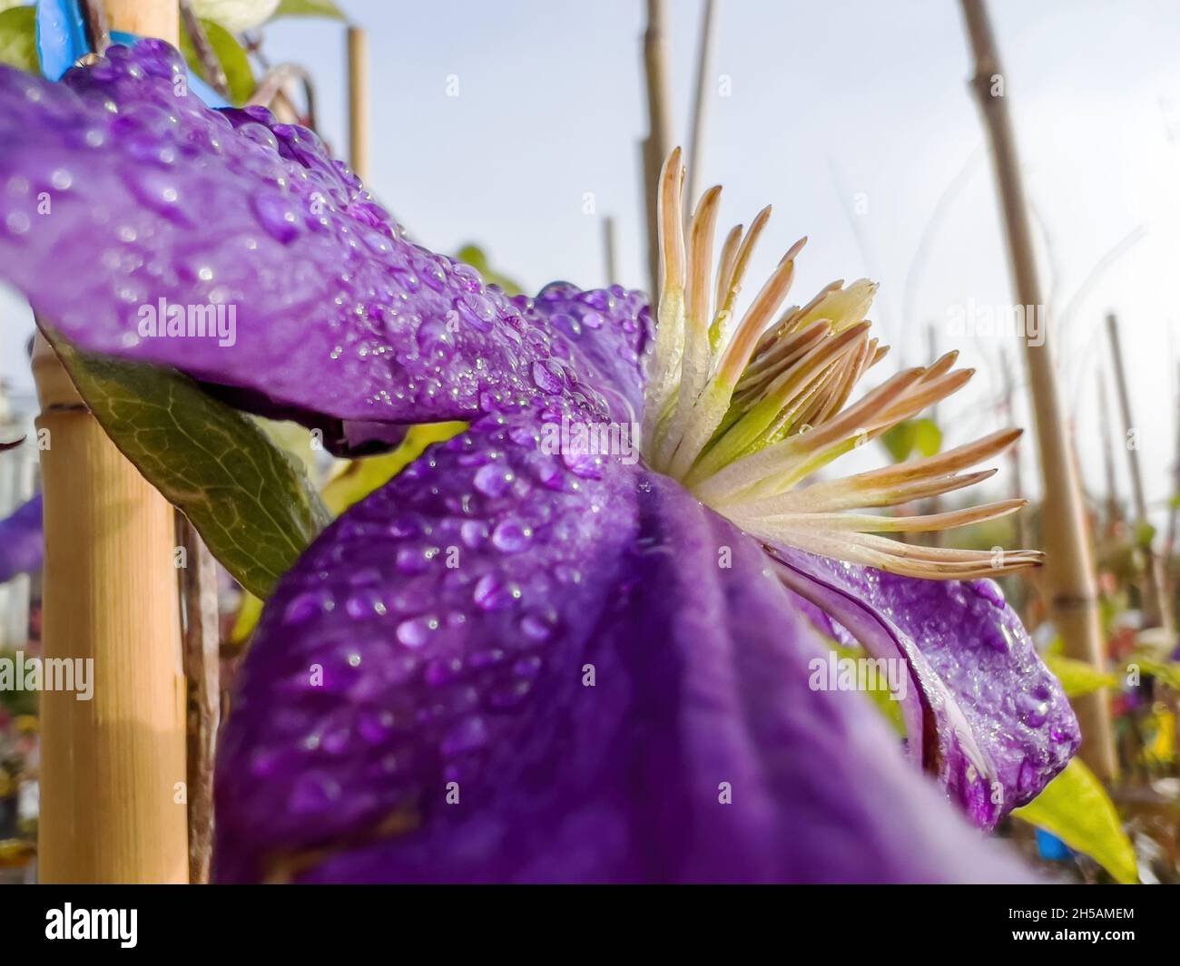 Leather flowermacro photography hires stock photography and images Alamy