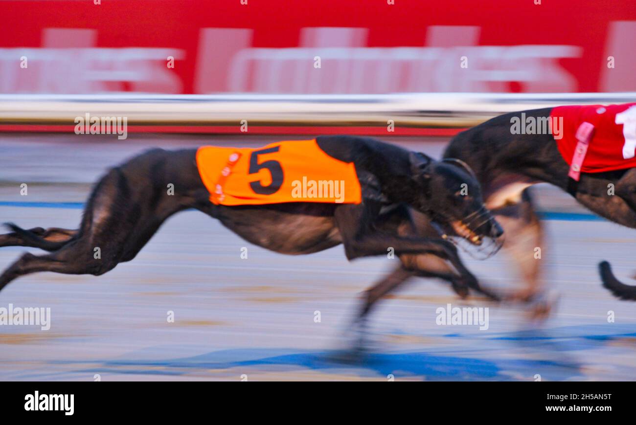 Graham Racing Dogs Grayhound racing hi-res stock photography and images - Alamy