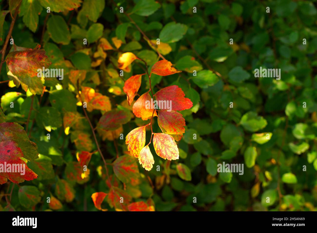 Foliage of Spirea (Spiraea x vanhouttei) in autumn in a garden -Potager de Suzanne' Mayenne, Loire country, France). Stock Photo