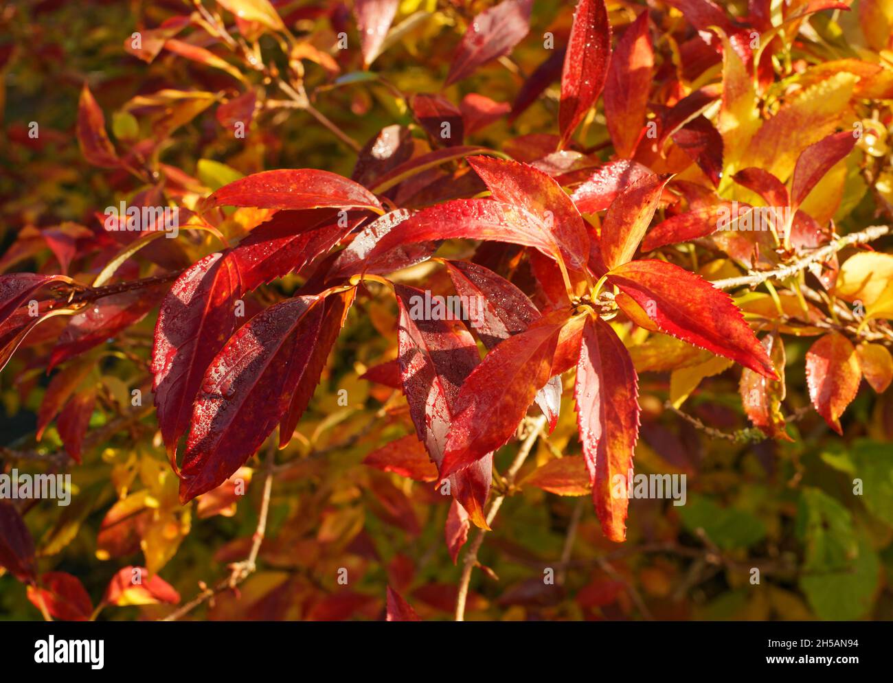 Foliage Forsythia in autumn (Suzanne garden, Mayenne, Loire country, France). Stock Photo