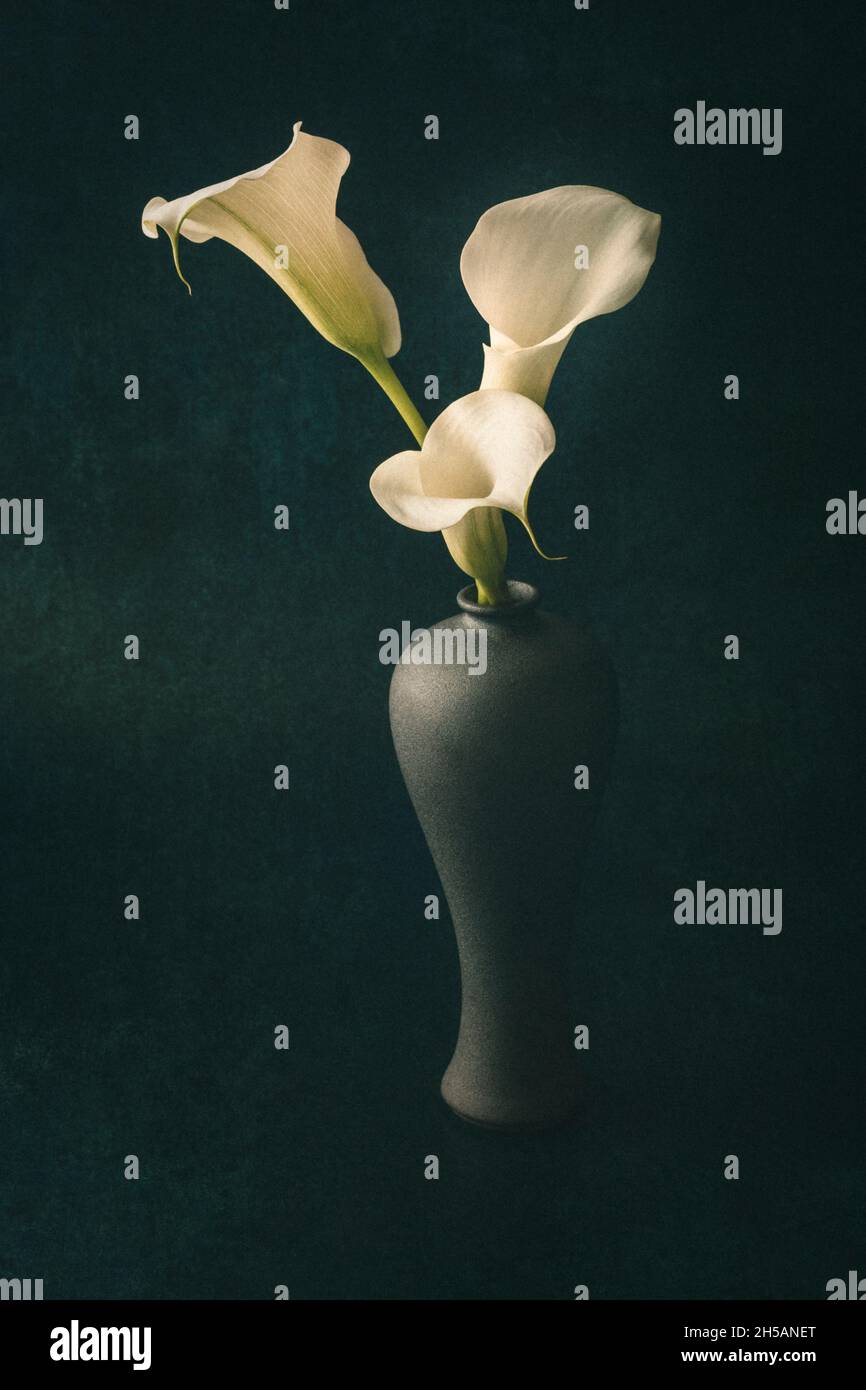 Three white Calla Lilies in grey vase on dark green background Stock Photo