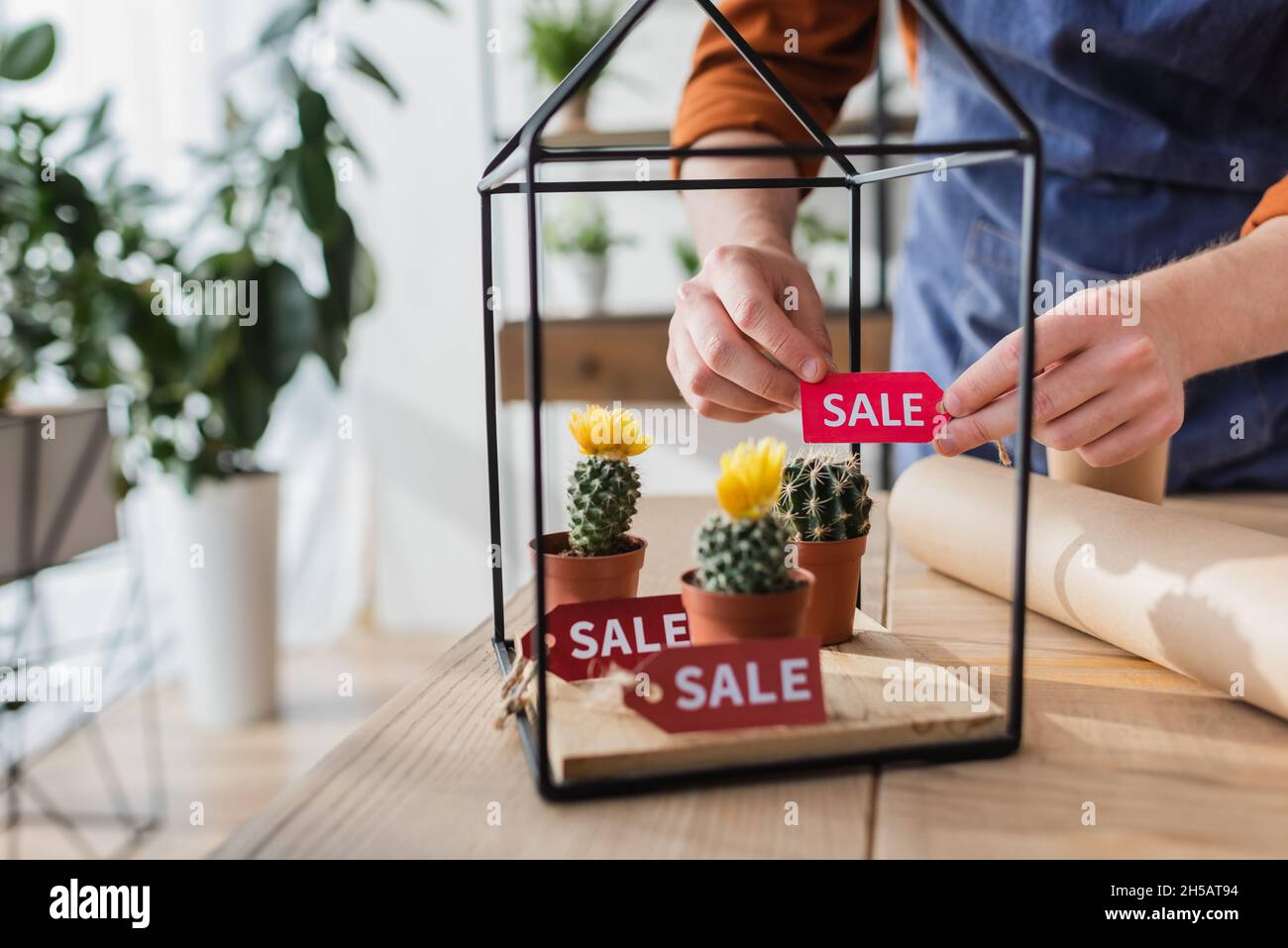 Cropped view of seller holding price tag with sale lettering near cacti in flower shop Stock Photo