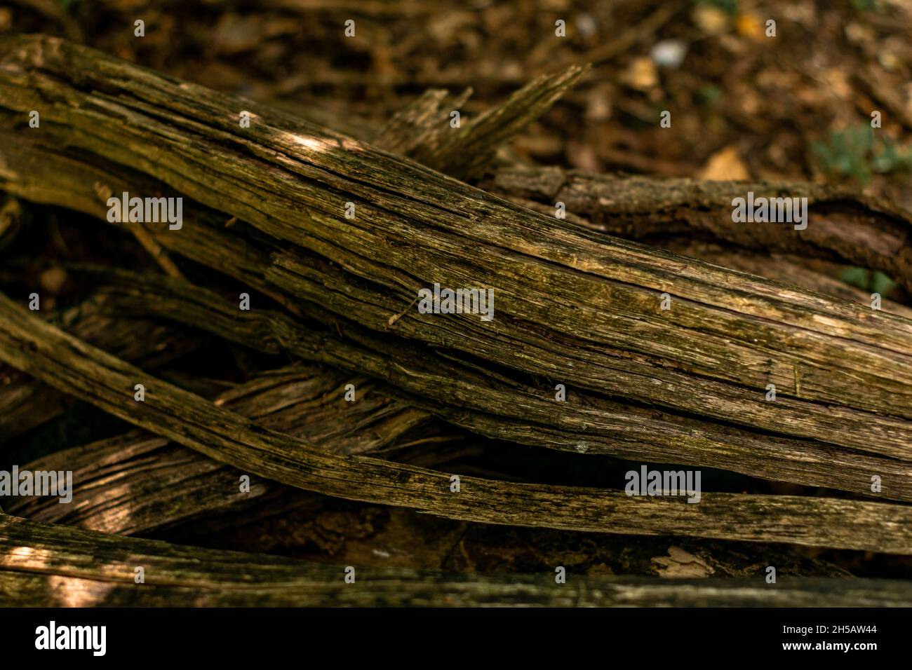Closeup shot dry tree hi-res stock photography and images - Alamy