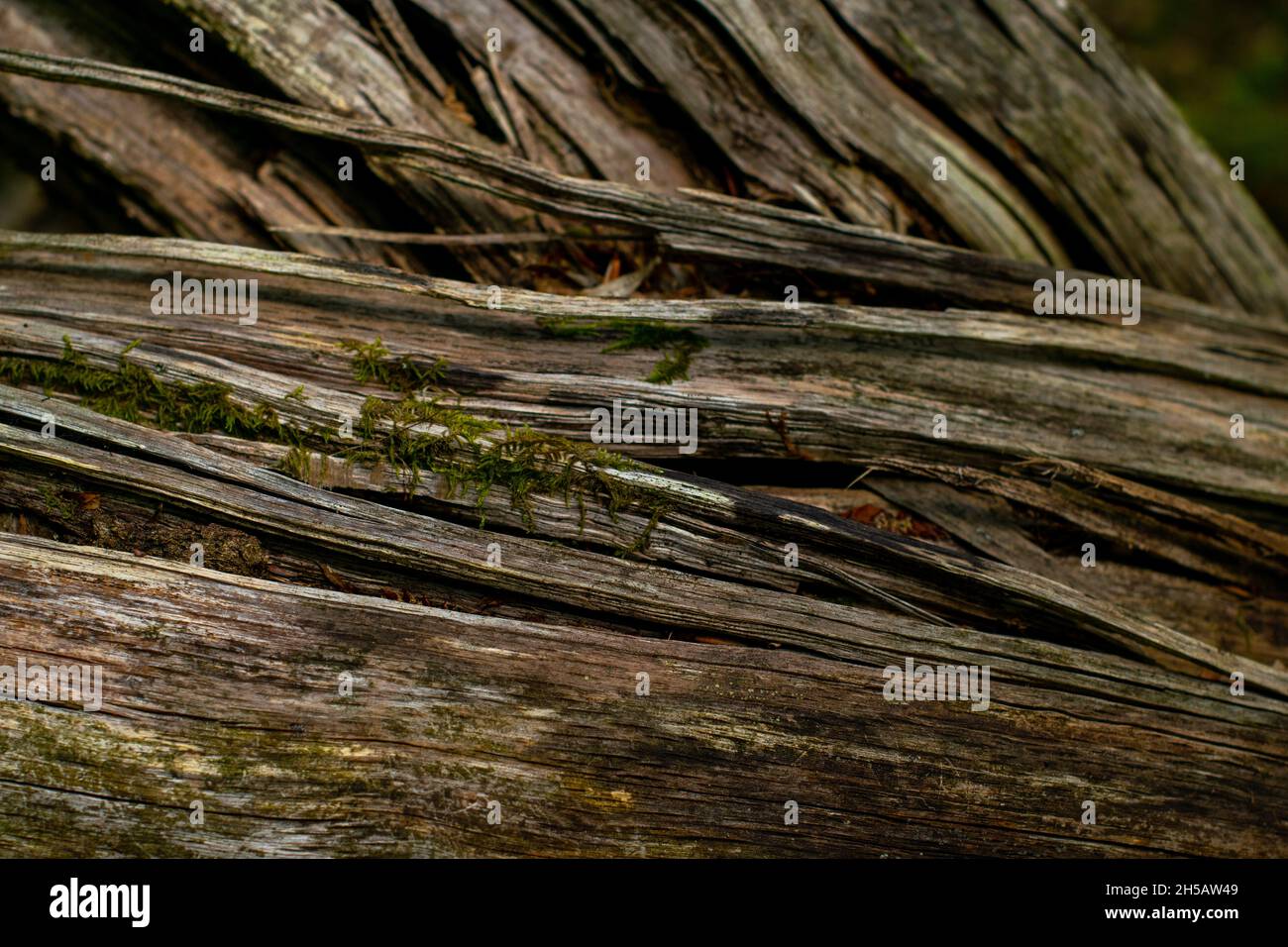 Closeup shot dry tree hi-res stock photography and images - Alamy