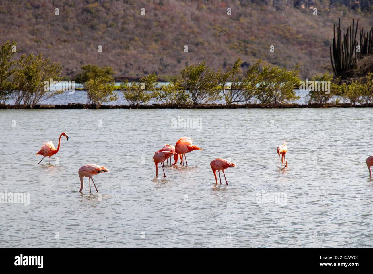 Flamingos on curacao wildlife nature Stock Photo