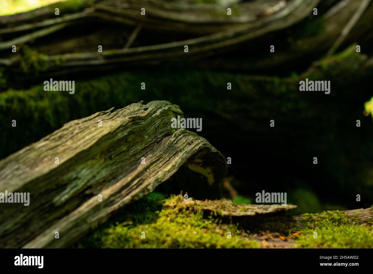 Closeup shot dry tree hi-res stock photography and images - Alamy