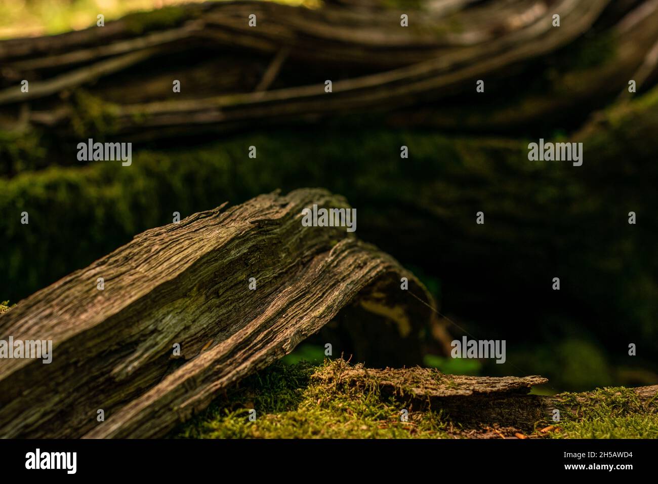 Closeup shot dry tree hi-res stock photography and images - Alamy