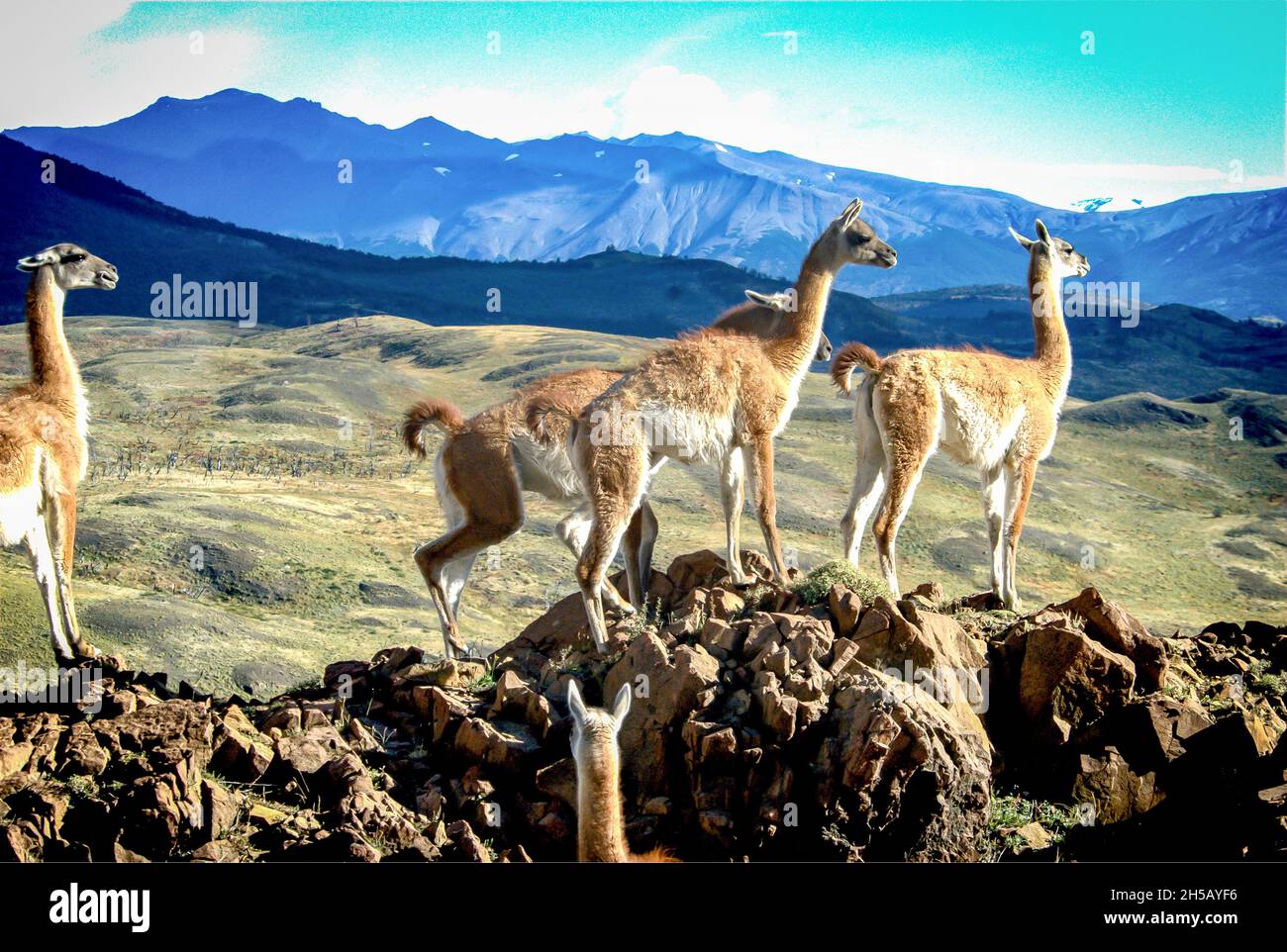 Llamas near Machu Pichu, Peru Stock Photo
