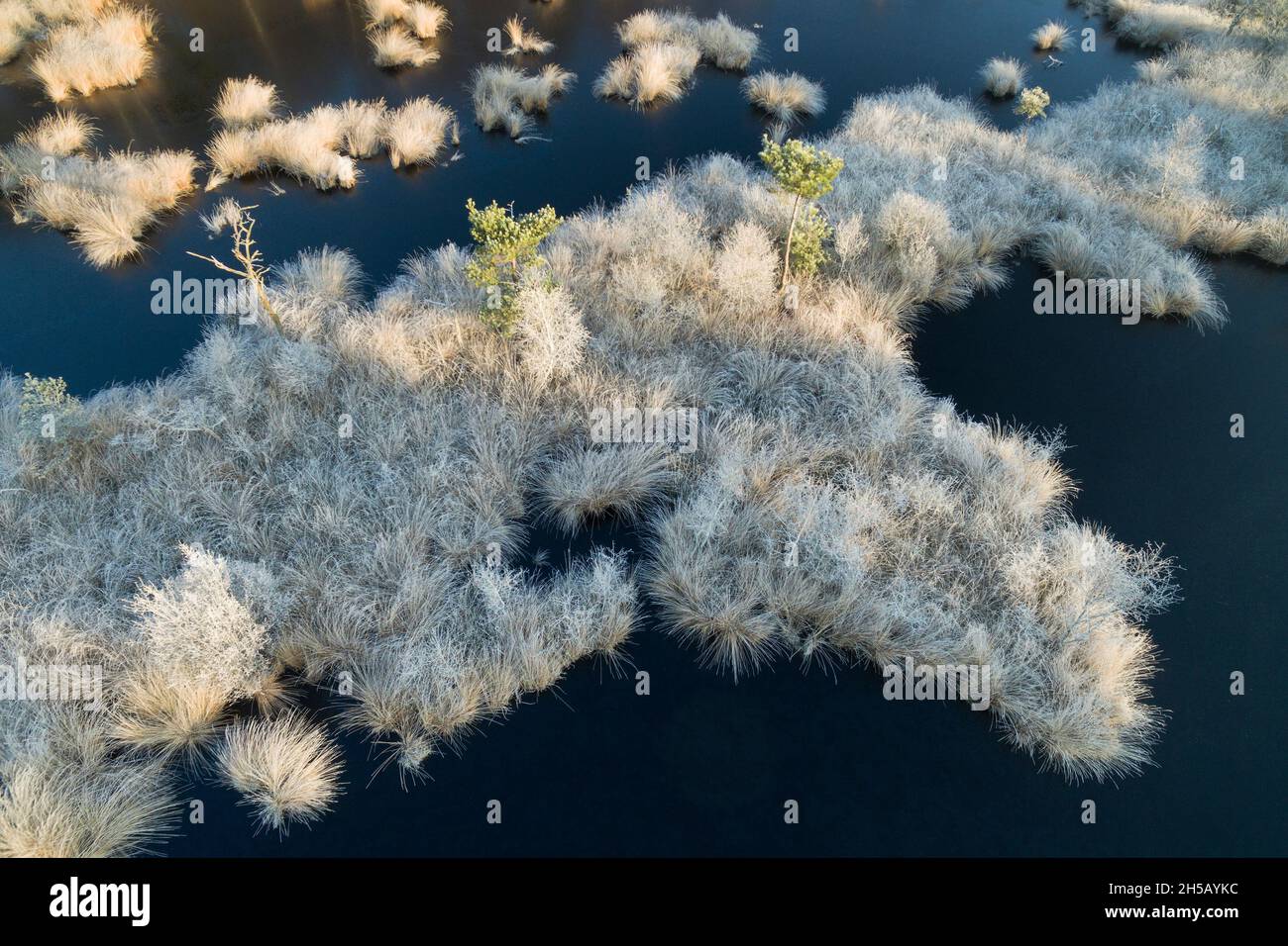 Aerial view of Purple Moor-grass (Molinia caerulea) covered with hoarfrost during a winter morning in the nature reserve Haaksbergerveen, Overijssel, Stock Photo