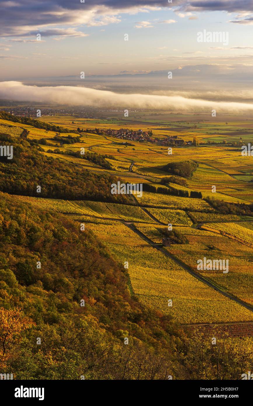 FRANCE, Alsace, Bas-Rhin (67), Scherwiller, Vignoble de la plaine d'Alsace en automne Stock Photo