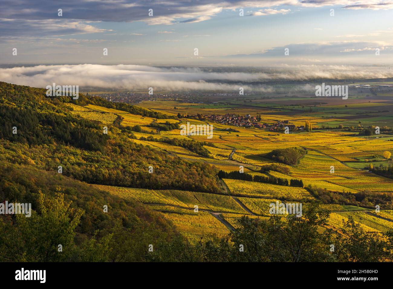 FRANCE, Alsace, Bas-Rhin (67), Scherwiller, Vignoble de la plaine d'Alsace  en automne Stock Photo - Alamy