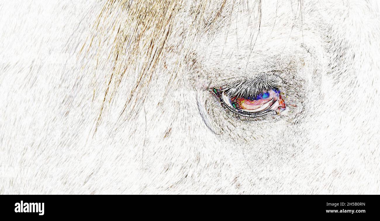 Close up of an eye of a white horse Stock Photo