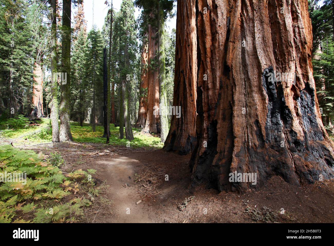 Giant Sequoia (Redwood) trees at Sequoia and Kings National Park, California, USA Stock Photo