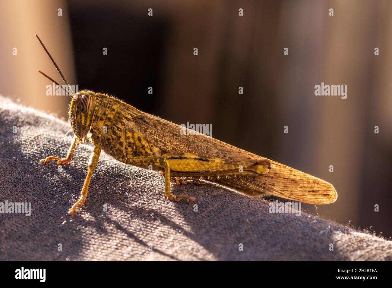 Anacridium aegyptium, Egyptian locust Stock Photo