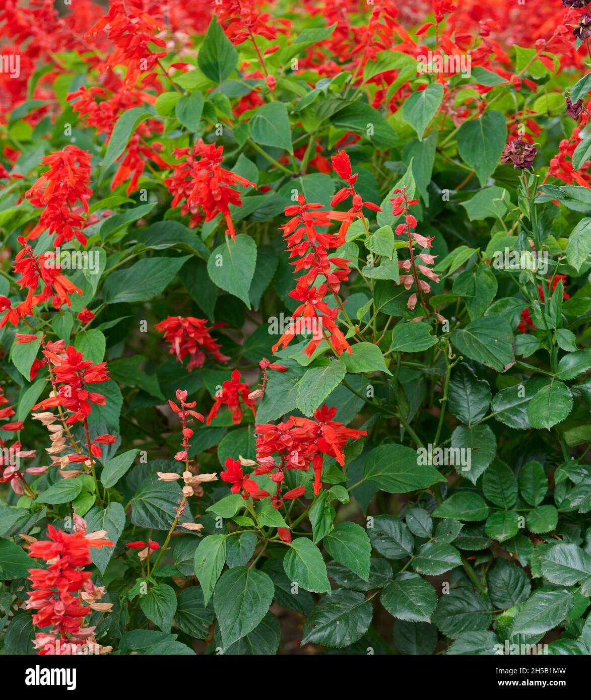 Salvia divinorum, garden with blooming red flowers and green leaves. Day Stock Photo