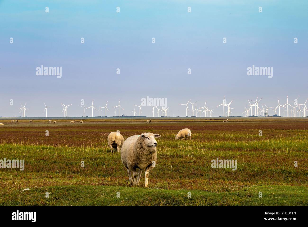 Sheep on the pasture in North Frisia Wind turbines Climate protection Stock Photo