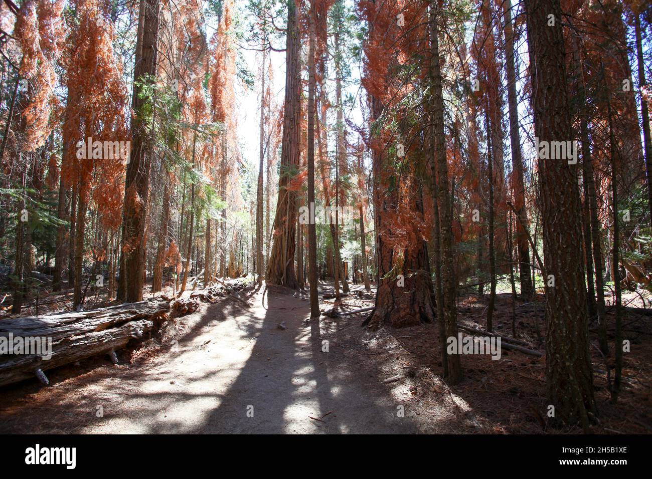 Falls trail on the way to Climbing Half Dome rock at Yosemite national Park, California USA Stock Photo