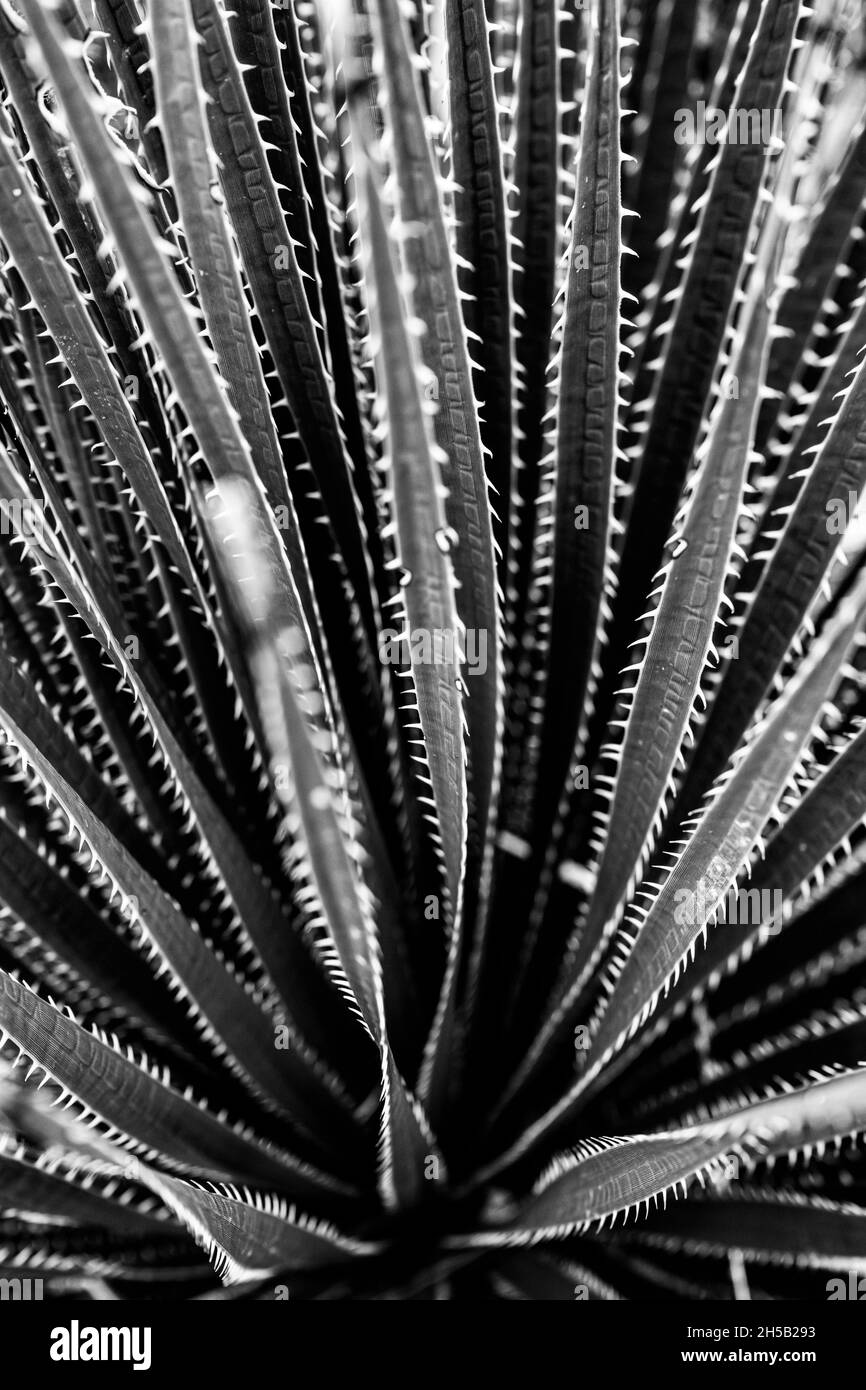 Sharp Teeth Line The Edges of Yucca Leaves in Big Bend desert Stock Photo