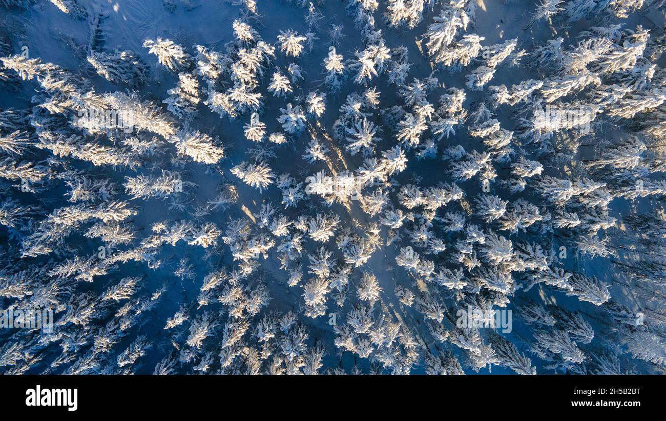 Aerial view snowed pine forest hi-res stock photography and images - Alamy