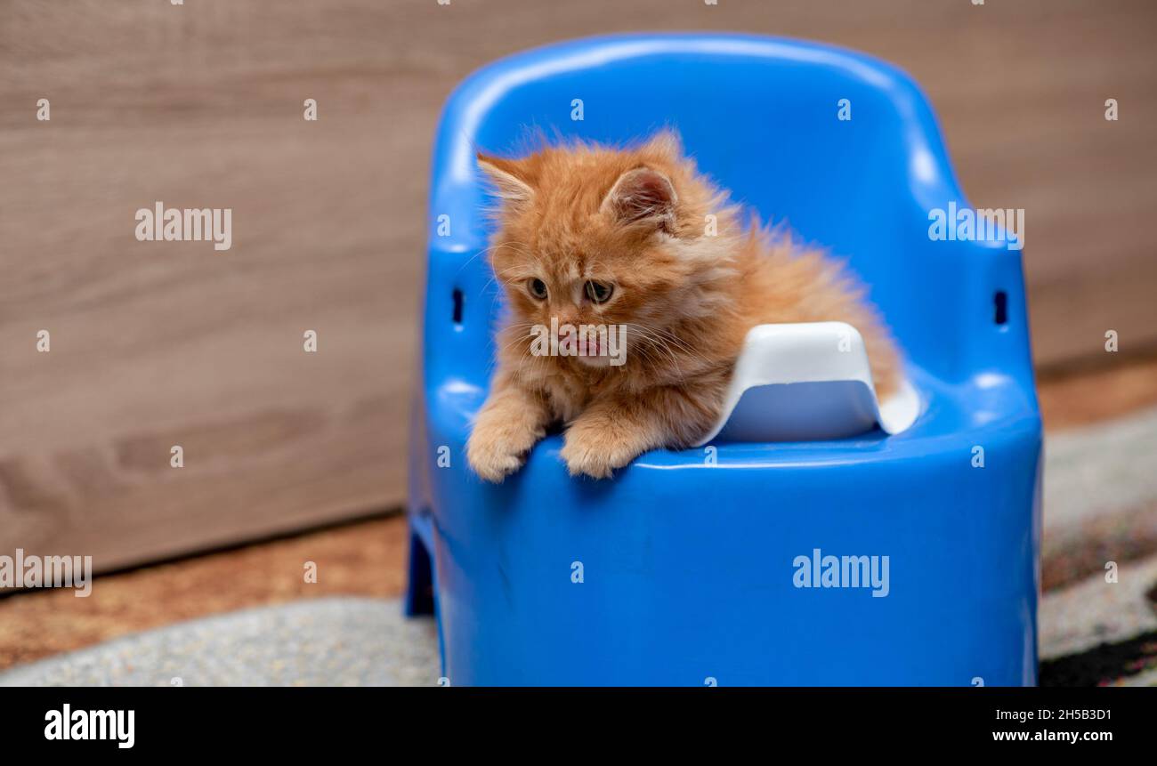 kitten potty