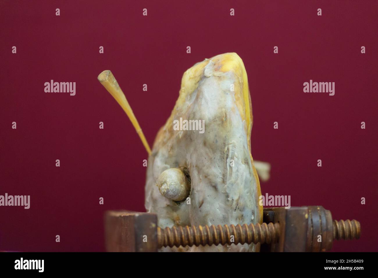 Whole Leg of Parma Ham in Wooden Support, Fibula the horse Bone Used for the Probing of Cured Meats Stock Photo
