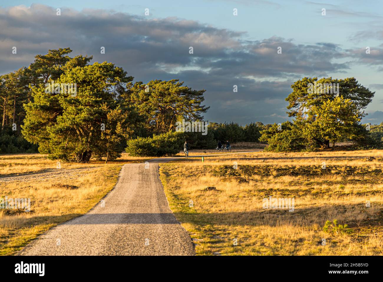 Nationalpark De Hoge Veluwe in Otterlo, Netherlands Stock Photo Alamy