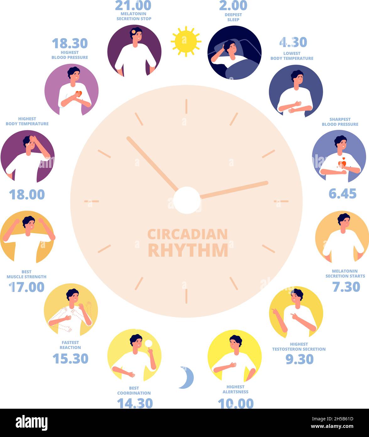 Circadian rhythm. Medical poster, human brain hormone exposure. Healthy day night diagram, sleep cycle and on sunlight reaction utter vector concept Stock Vector