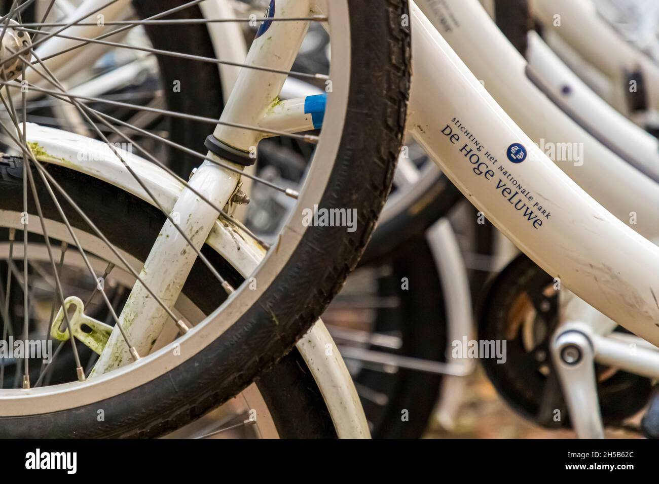 White bicycles are available free of charge in the Nationalpark De Hoge Veluwe in Otterlo, Netherlands Stock Photo