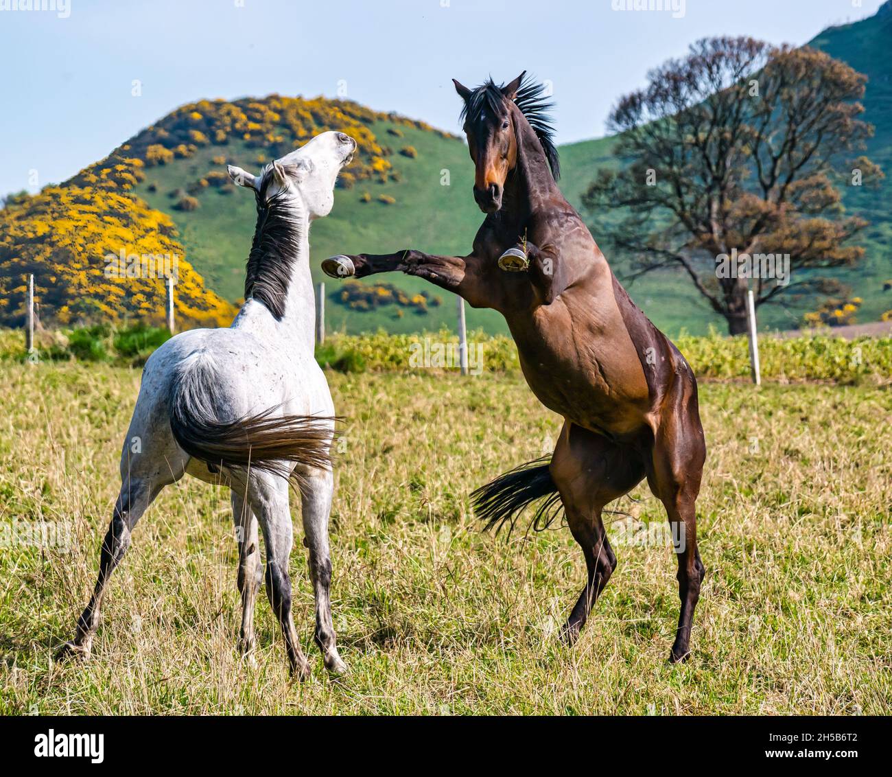 A pair of playful horses in a field in the Spring sunshine with one horse rearing up, East Lothian, Scotland, UK Stock Photo