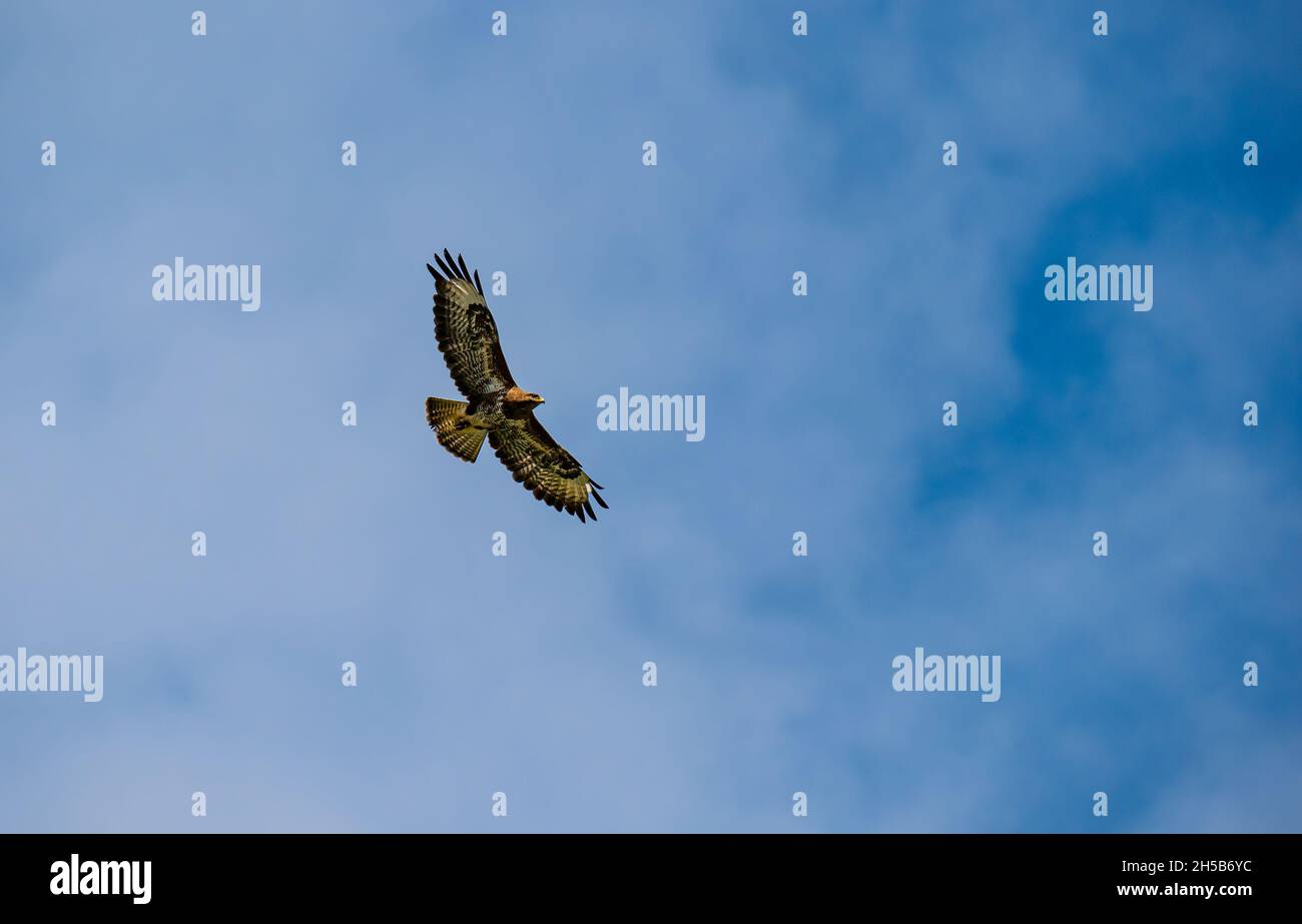 A Common Buzzard Buteo Buteo Soaring And Flying High Against A Blue a-common-buzzard-buteo-buteo-soaring-and-flying-high-against-a-blue