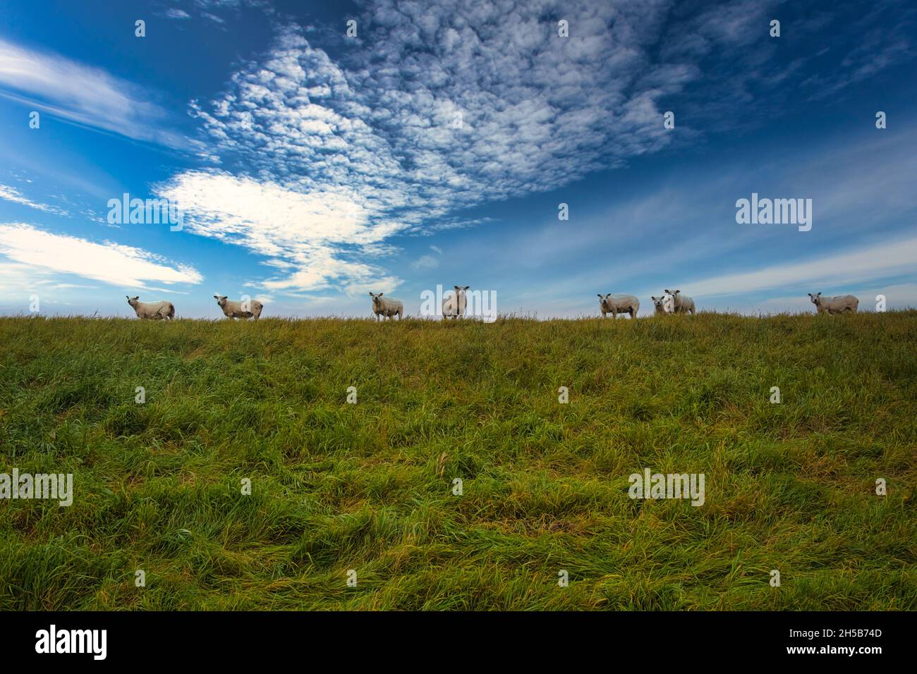 Sheep on a dyke in the wadden sea near Mandoe, Esbjerg, Denmark Stock Photo