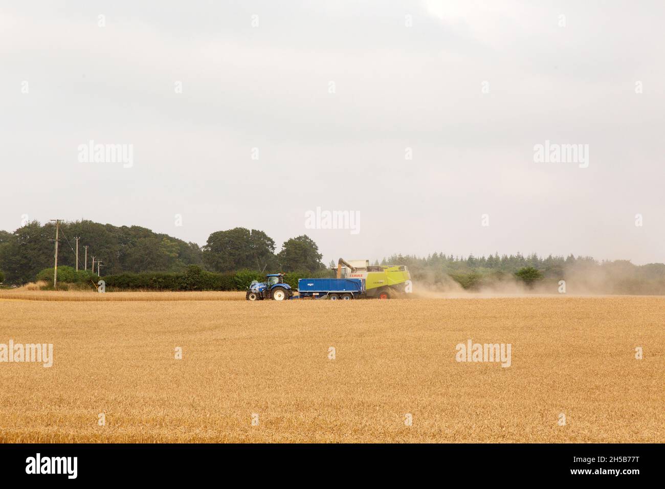 Claas combine harvester working in a field of wheat, Medstead, Hampshire, England, United Kingdom. Stock Photo