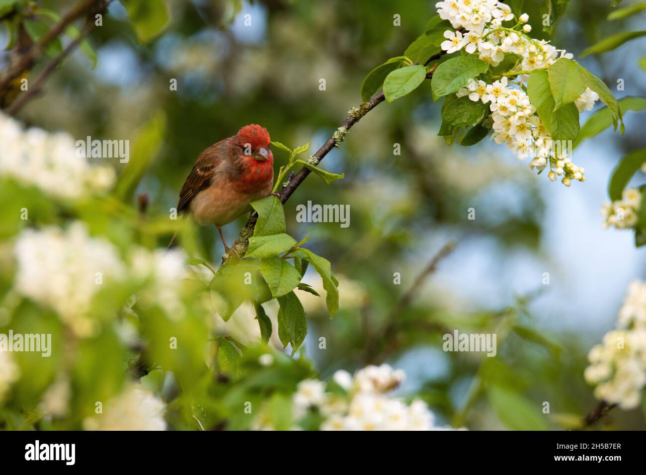 Male Common rosefinch, Carpodacus erythrinus in the middle of Bird cherry blossoms. Stock Photo