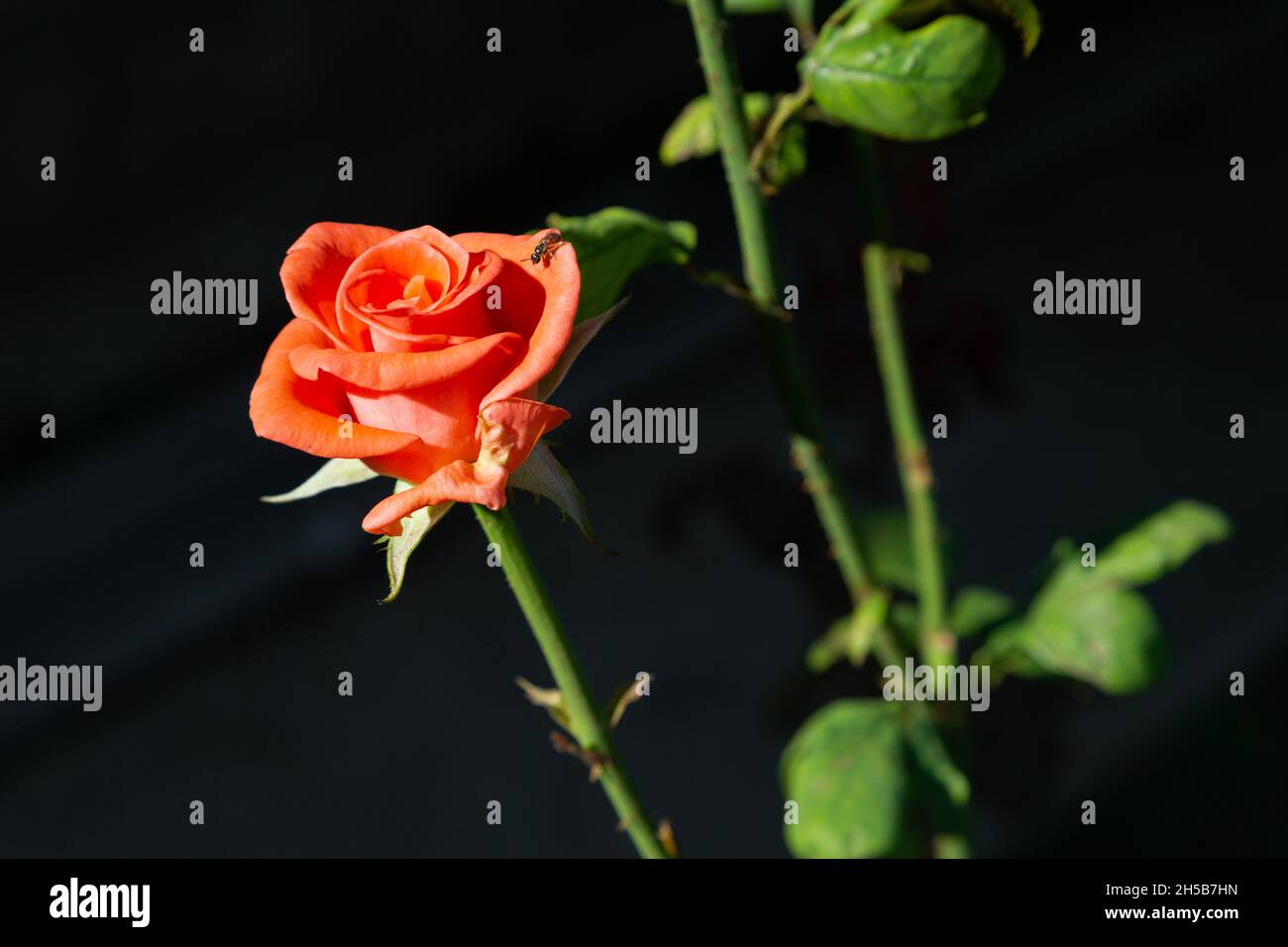 Freshly bloomed orange rose. The orange rose represents desire, enthusiasm and pride. Stock Photo