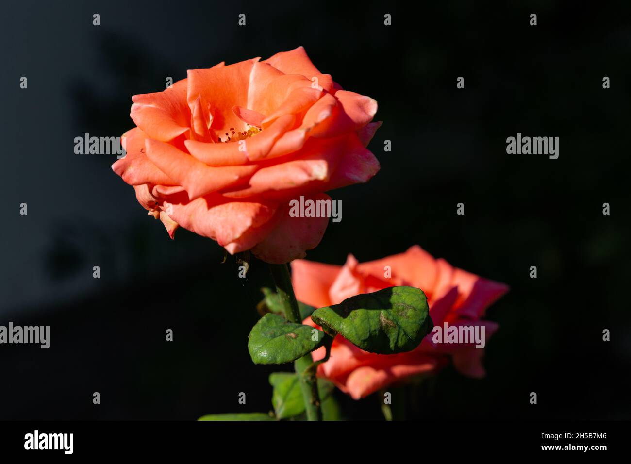 Orange rose whose branches are full of sharp thorns. The orange rose